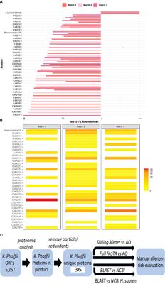 Evaluation of the potential food allergy risks of human lactoferrin expressed in Komagataella phaffii